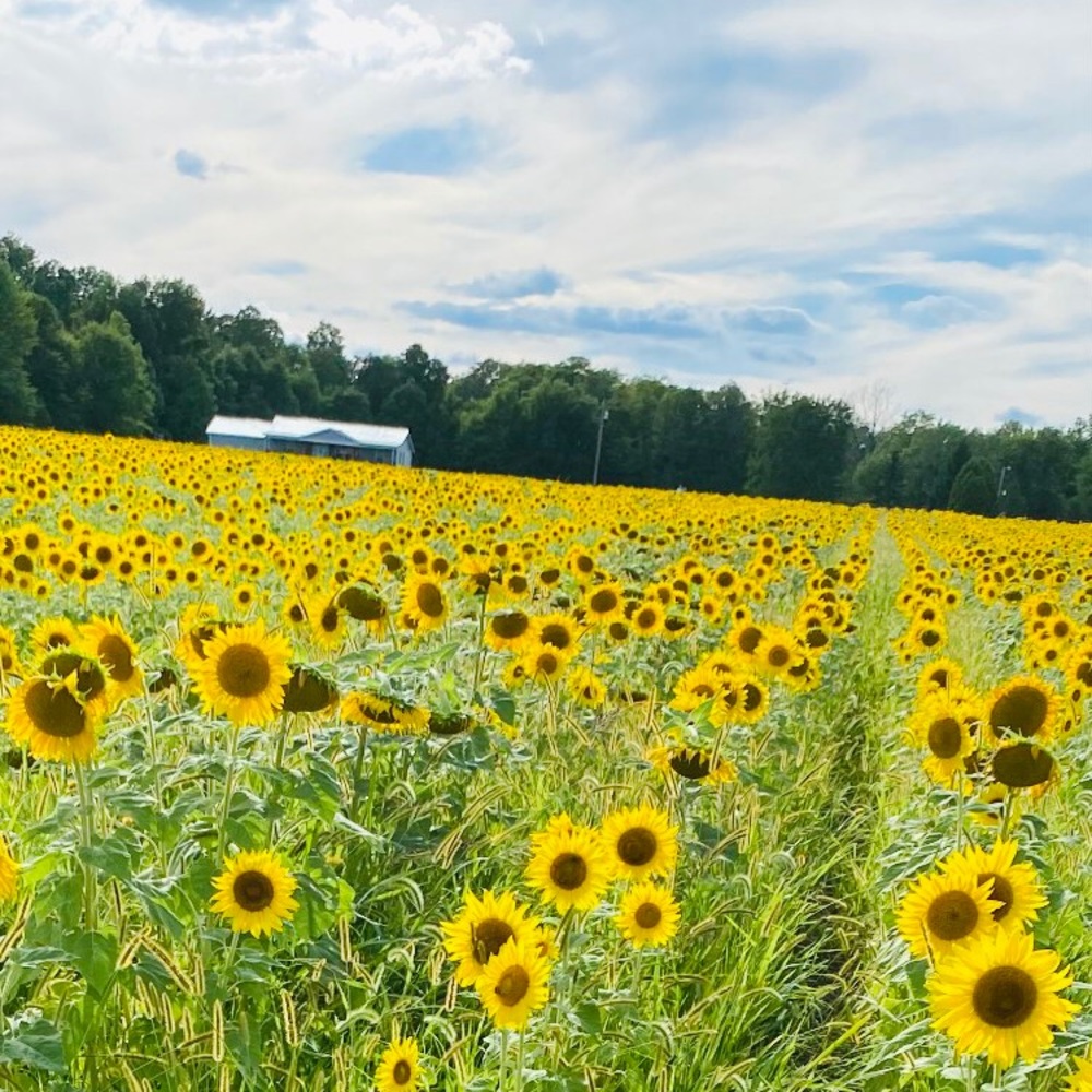 Meet your Posher, Tarin